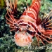 lionfish_spotfin_nus_h_0705_png1767.jpg